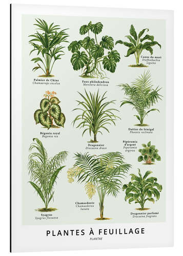 Aluminium print Foliage plants (french)