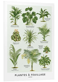 Foam board print Foliage plants (french)