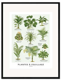 Framed art print Foliage plants (french)