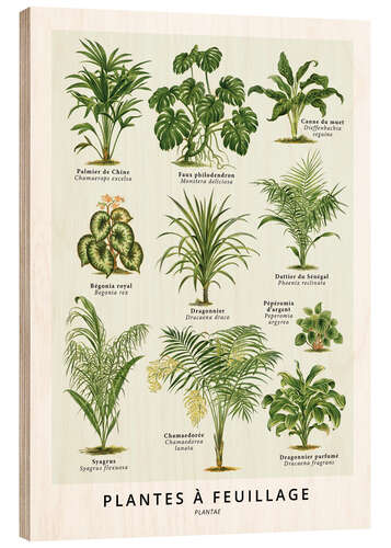 Wood print Foliage plants (french)