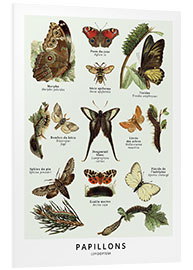 Foam board print Butterflies (french)