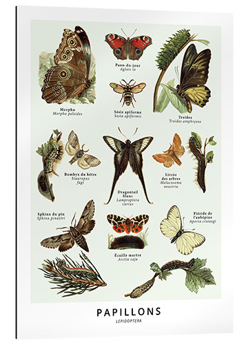 Gallery print Butterflies (french)