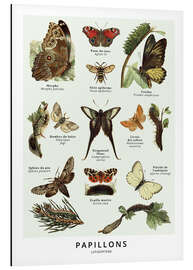 Magnettafel Schmetterlinge (Französisch)