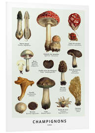 Foam board print Mushrooms (french)