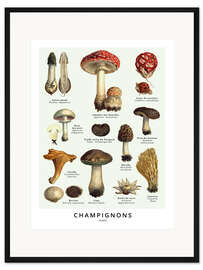Gerahmter Kunstdruck Pilze (Französisch)