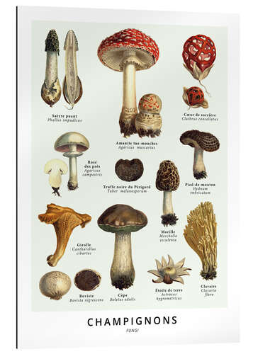 Gallery print Mushrooms (french)