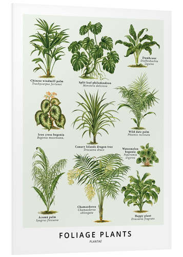 Foam board print Foliage Plants