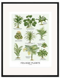 Gerahmter Kunstdruck Blattpflanzen (Englisch)