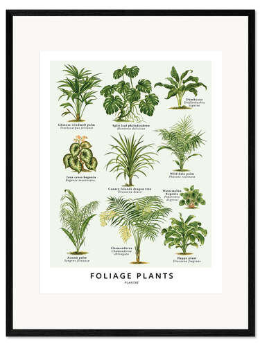 Framed art print Foliage Plants