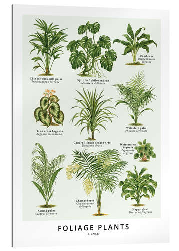 Galleriataulu Foliage plants (English)