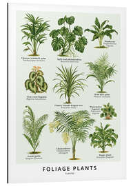 Magnettafel Blattpflanzen (Englisch)