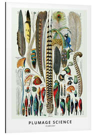 Magnettafel Federkunde (Englisch)