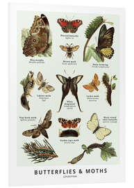 Foam board print Butterflies and moths