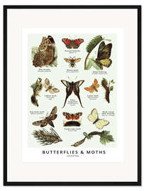 Gerahmter Kunstdruck Schmetterlinge &amp; Motten (Englisch)