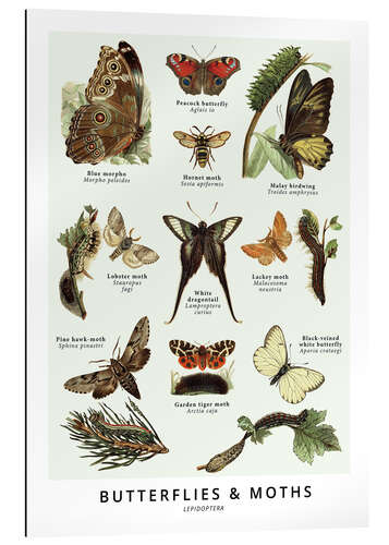 Gallery print Butterflies and moths