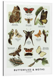 Magnettafel Schmetterlinge &amp; Motten (Englisch)