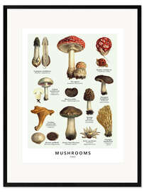 Innrammet kunsttrykk Mushrooms (English)