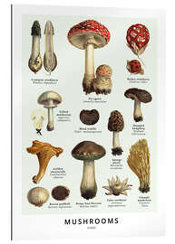 Gallery print Mushrooms