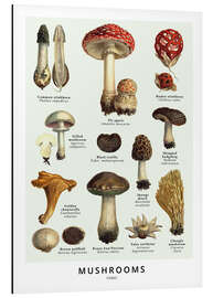 Magnettafel Pilze (Englisch)