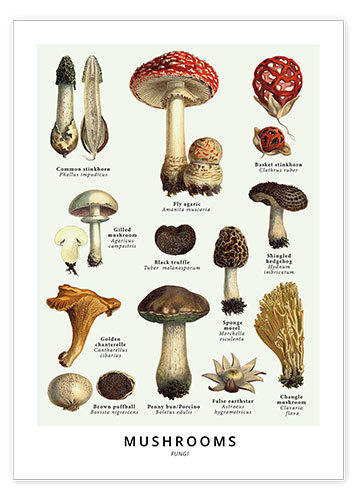 Poster Mushrooms (English)