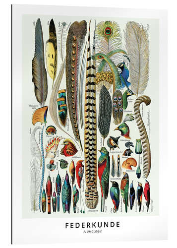 Gallery print Feathers (German)