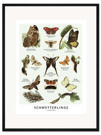 Gerahmter Kunstdruck Schmetterlinge