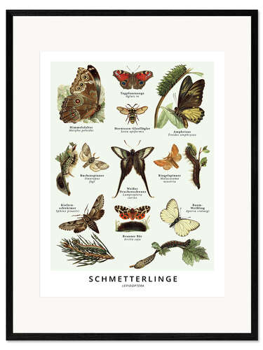 Framed art print Butterflies (German)