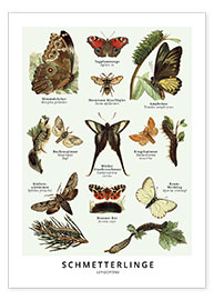 Wandbild  Schmetterlinge - Vintage Educational Collection
