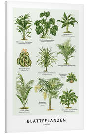 Aluminium print Foliage plants (German)