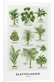 Foam board print Foliage plants (German)