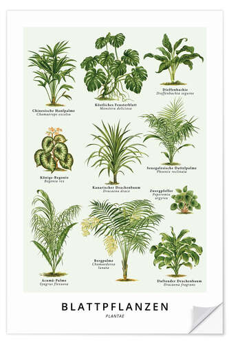 Muursticker Bladplanten (Duits)