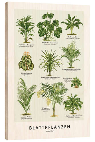 Wood print Foliage plants (German)