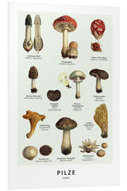 Foam board print Mushrooms (german)