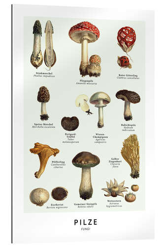 Gallery print Mushrooms (german)