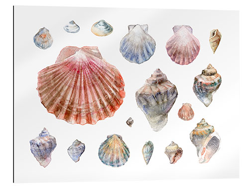 Galleritryck Seashells Collection Watercolor