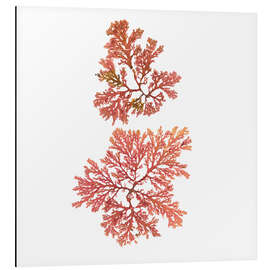 Magnettafel Pazifische Meerespflanze I