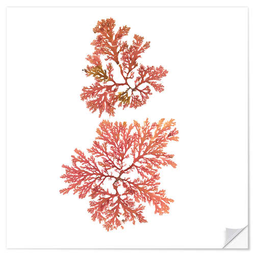 Wall sticker Pacific seaweed I