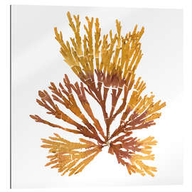 Gallery print Pacific seaweed II