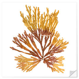 Wall sticker Pacific seaweed II