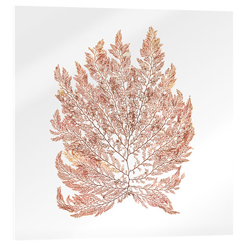 Acrylic print Pacific seaweed III