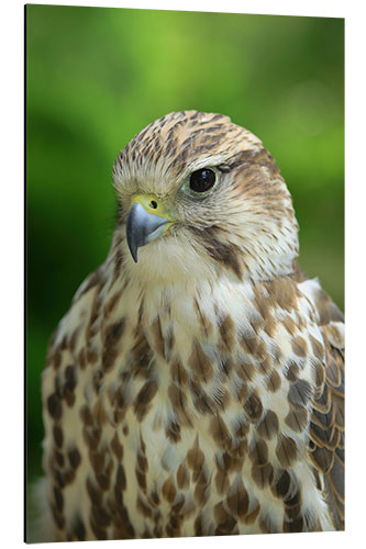 Alumiinitaulu The kestrel