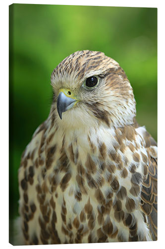 Canvas print The kestrel