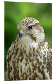 Galleriprint The kestrel