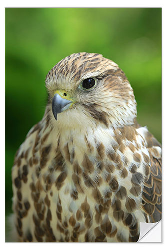 Selvklæbende plakat The kestrel