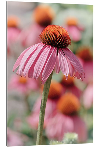 Aluminium print Coneflower I