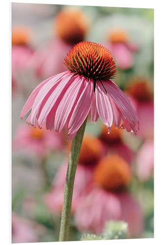 PVC-taulu Coneflower I