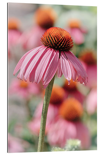 Galleritryk Coneflower I