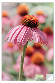 Selvklebende plakat Coneflower I