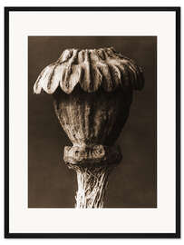 Gerahmter Kunstdruck Orientalischer Mohn II