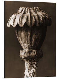 Magnettafel Orientalischer Mohn II